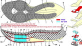 Nike Alphafly (prototipo)